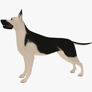 East European Shepherd (don't fur)