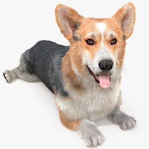Tricolor Welsh Corgi Pembroke Resting Pose Fur 3D model