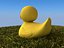 Rubber duck on grass