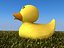 Rubber duck on grass
