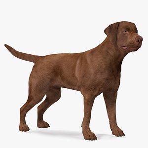 Labrador Dog Brown Standing 3D model
