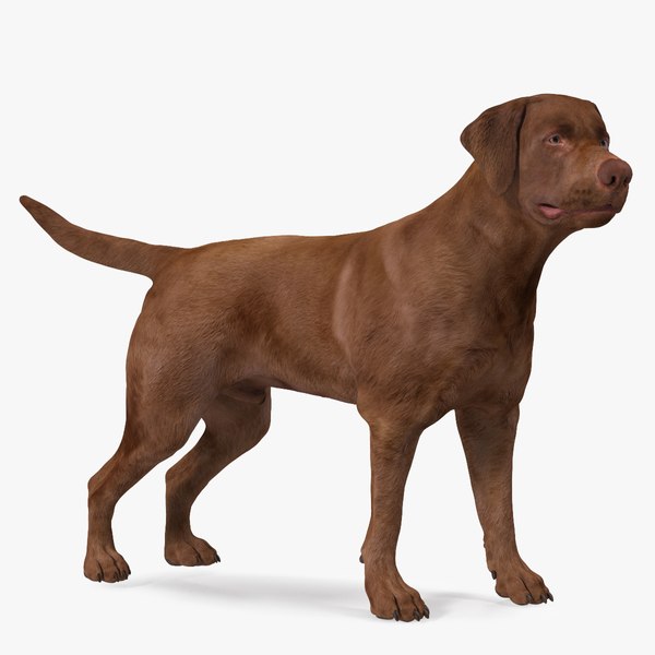 Want Additional Time? Read These Tips To Eliminate Golden Retriever