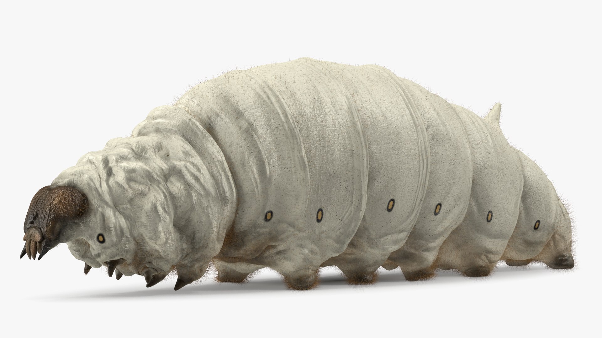 Silkworm White Fur Rigged 3D model preview