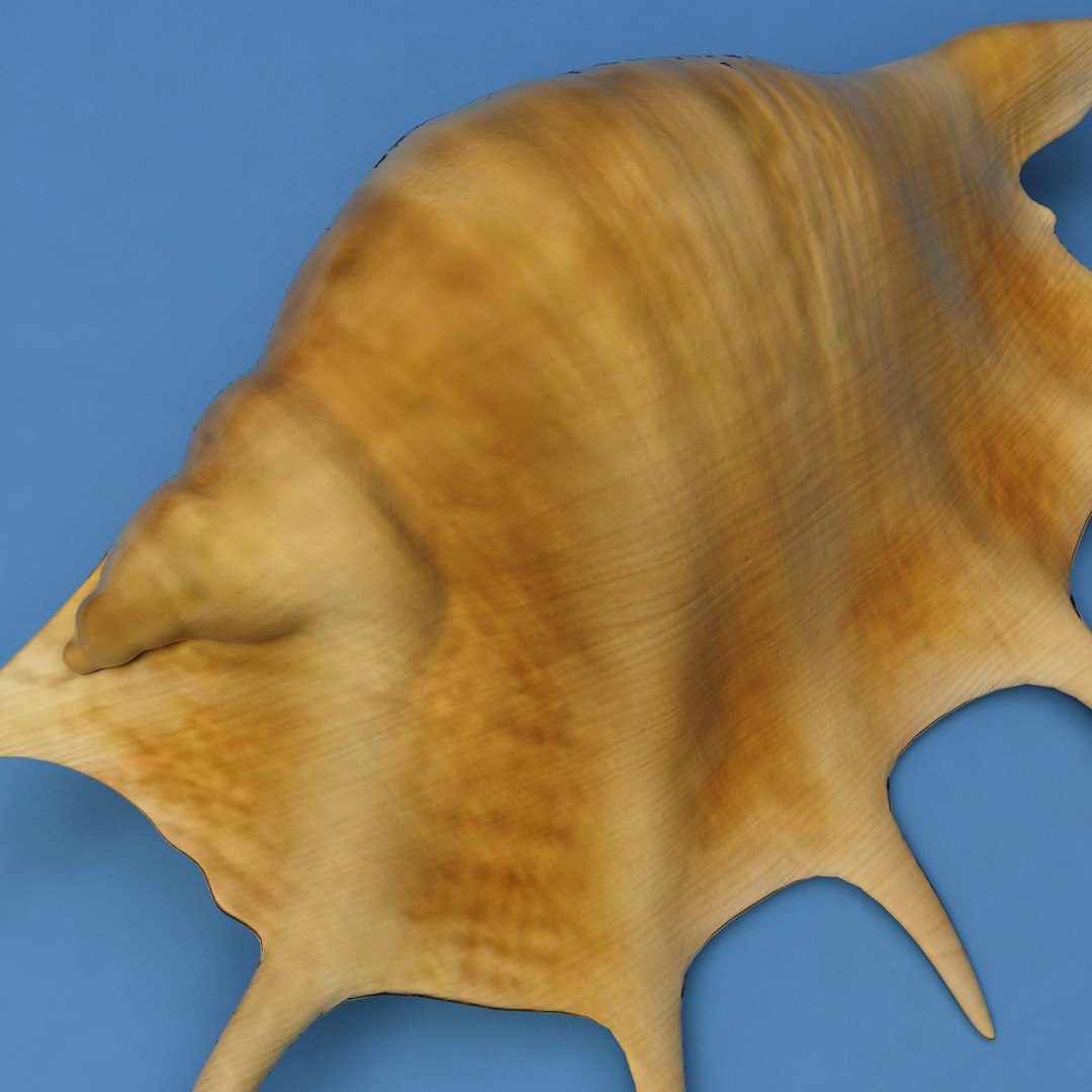 3d seashells sea shell model https://p.turbosquid.com/ts-thumb/SW/bZ88td/7LB5TUmz/seashells_collection_44/jpg/1270576444/1920x1080/fit_q87/ba59d5179d82c8ea2d609b0162fb79ac2dbf3a14/seashells_collection_44.jpg