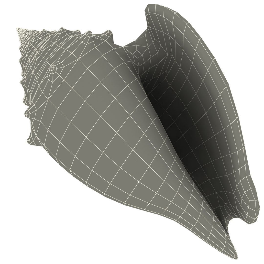 3d seashells sea shell model https://p.turbosquid.com/ts-thumb/SW/bZ88td/jSR0ggEb/seashells_collection_62/jpg/1270576448/1920x1080/fit_q87/1bd25b513ac1136ec1a7ea04480b2a9db744a3f9/seashells_collection_62.jpg