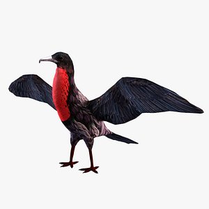 Magnificent frigatebird Fregata magnificens