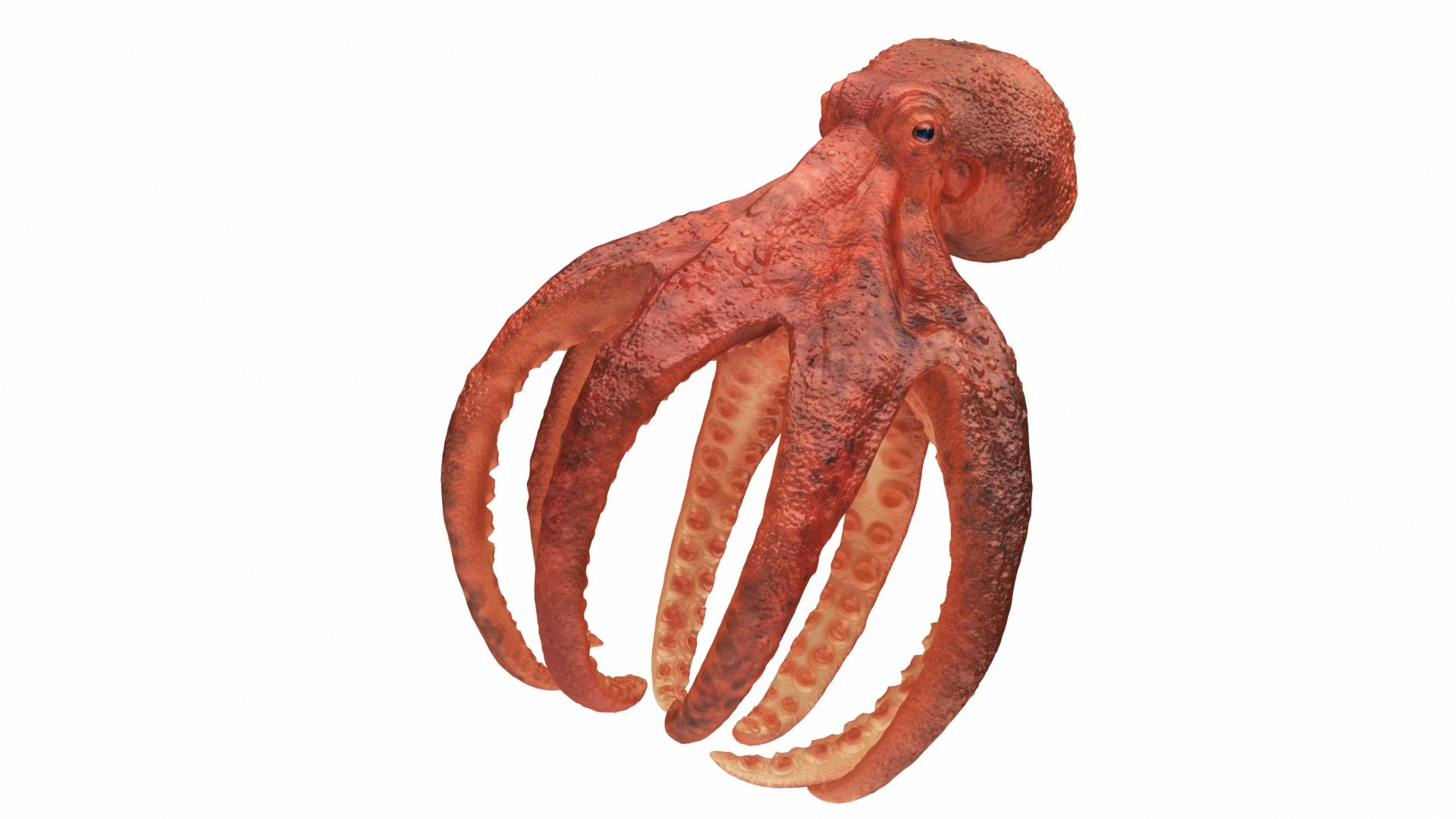3D underwater animals 2 octopus https://p.turbosquid.com/ts-thumb/SW/piCzU3/78tlTOPE/render_view050021/jpg/1577125668/1920x1080/fit_q87/c730a61ef0330aa4cfec96b064b9e6eedcdd1299/render_view050021.jpg