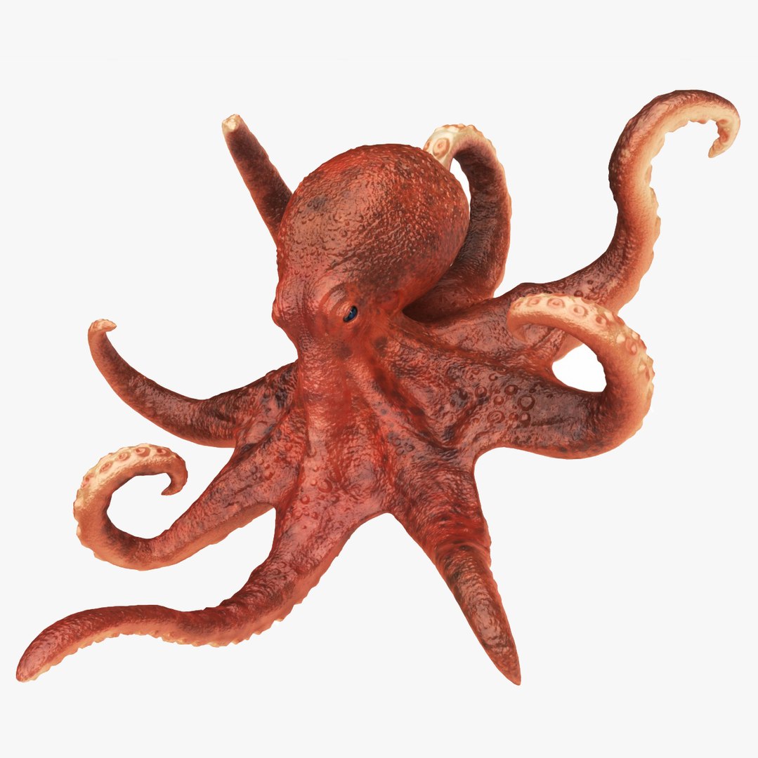 3D underwater animals 2 octopus https://p.turbosquid.com/ts-thumb/SW/piCzU3/Mfwgvne1/00/jpg/1577125466/1920x1080/fit_q87/e9561f4d253c3b76f0566c9e90762ab76e6975b2/00.jpg
