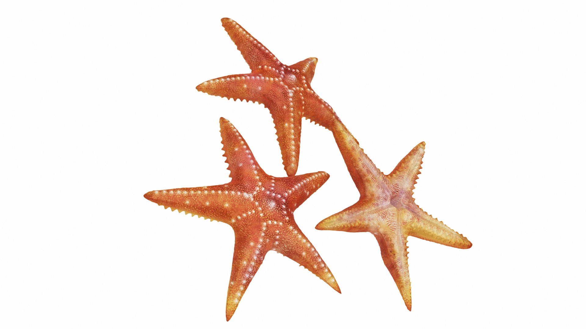 3D underwater animals 2 octopus https://p.turbosquid.com/ts-thumb/SW/piCzU3/VlR4AhOH/05/jpg/1577126156/1920x1080/fit_q87/a1932da06f6be0fd90dc1559d00516e33109a455/05.jpg
