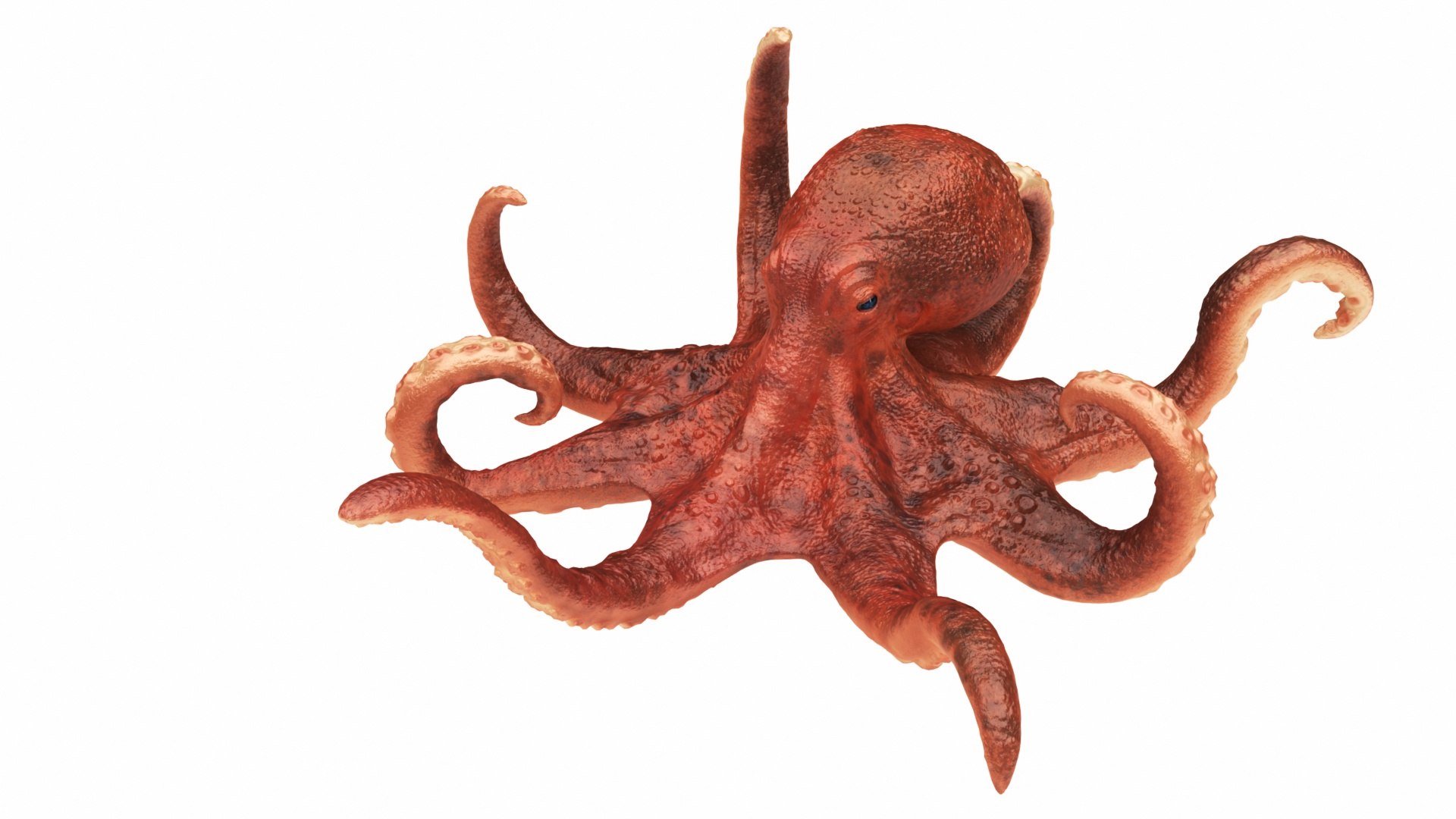 3D underwater animals 2 octopus https://p.turbosquid.com/ts-thumb/SW/piCzU3/dU5HQAMl/r1/jpg/1577125668/1920x1080/fit_q87/36f01a7ff143e7358a791c93debefcc15f9fac76/r1.jpg
