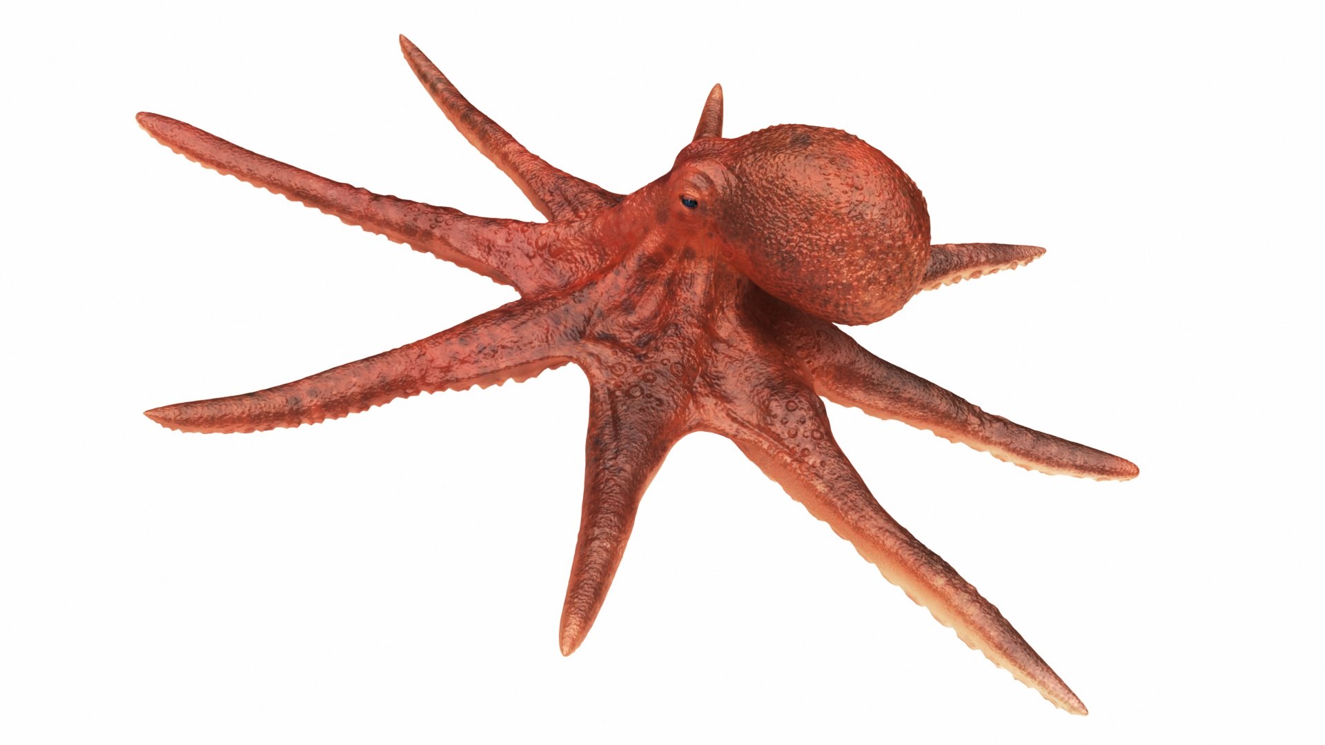 3D underwater animals 2 octopus https://p.turbosquid.com/ts-thumb/SW/piCzU3/iyqoSWw0/render_view03/jpg/1577125668/1920x1080/fit_q87/4a2d036e0699f6a7dd92d8001e1929f37e5f7350/render_view03.jpg