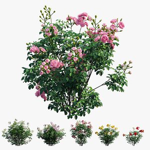 3D Rose plant set 65 model