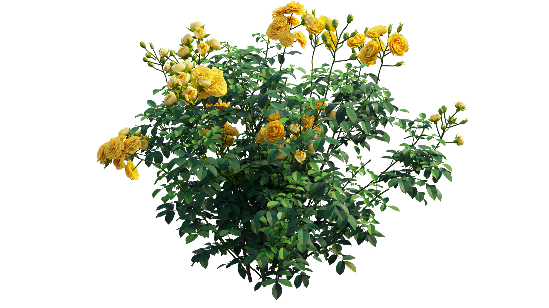 3D Rose plant set 65 model - TurboSquid 1733046