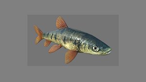 3D Fish 3D model 001