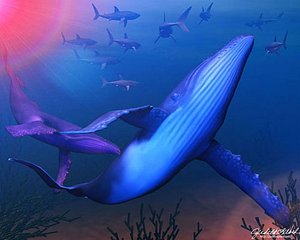 3d humpback whale
