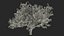Peach Tree
