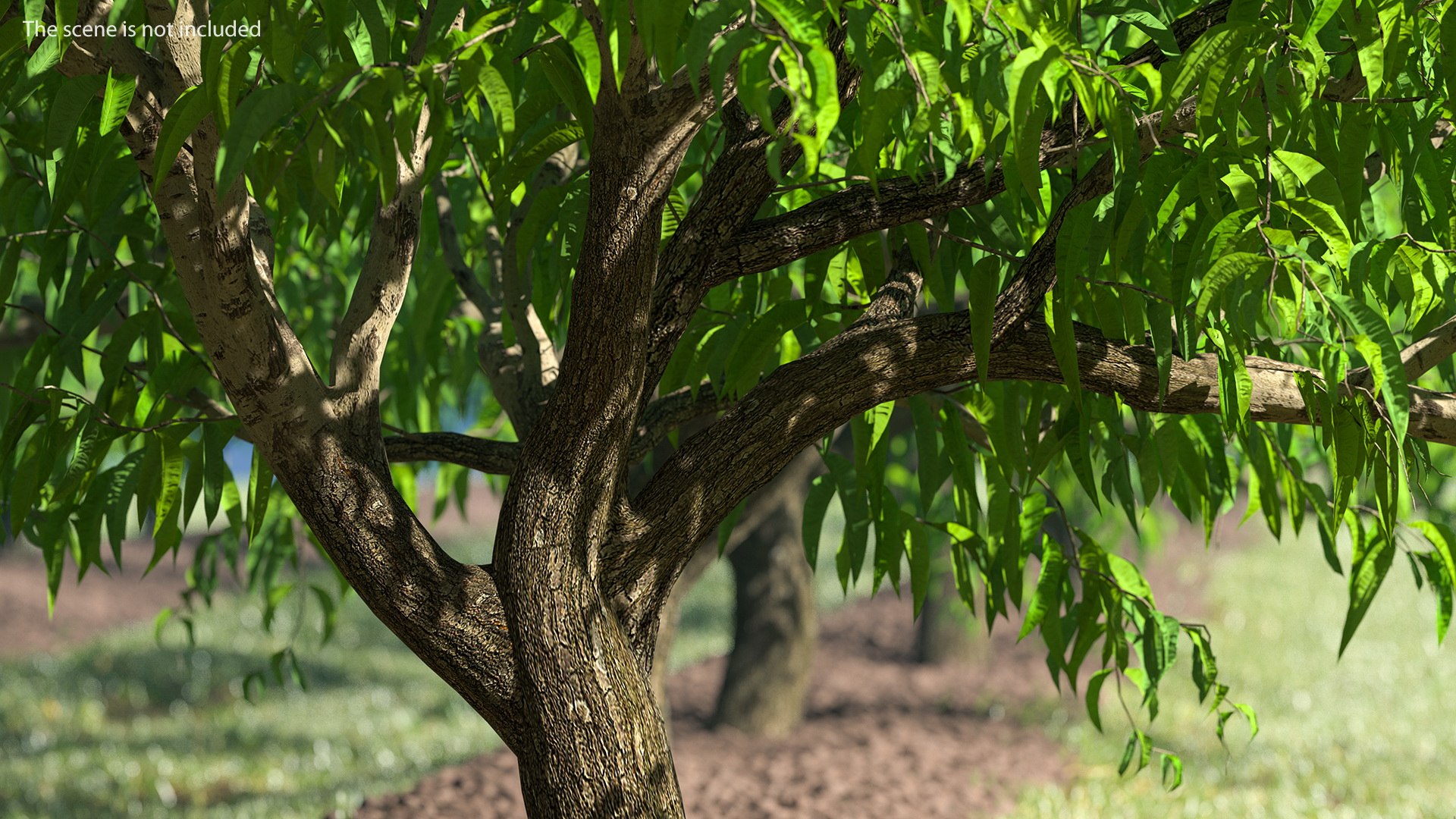 peach tree prunus model https://p.turbosquid.com/ts-thumb/SX/8qvMRn/4KZ4Bhk3/peachtreevray3dmodel003/jpg/1582053171/1920x1080/fit_q87/56a88c6f99622d78e7e96071bb40527c87f9f73d/peachtreevray3dmodel003.jpg