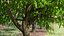 Peach Tree