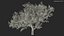 Peach Tree