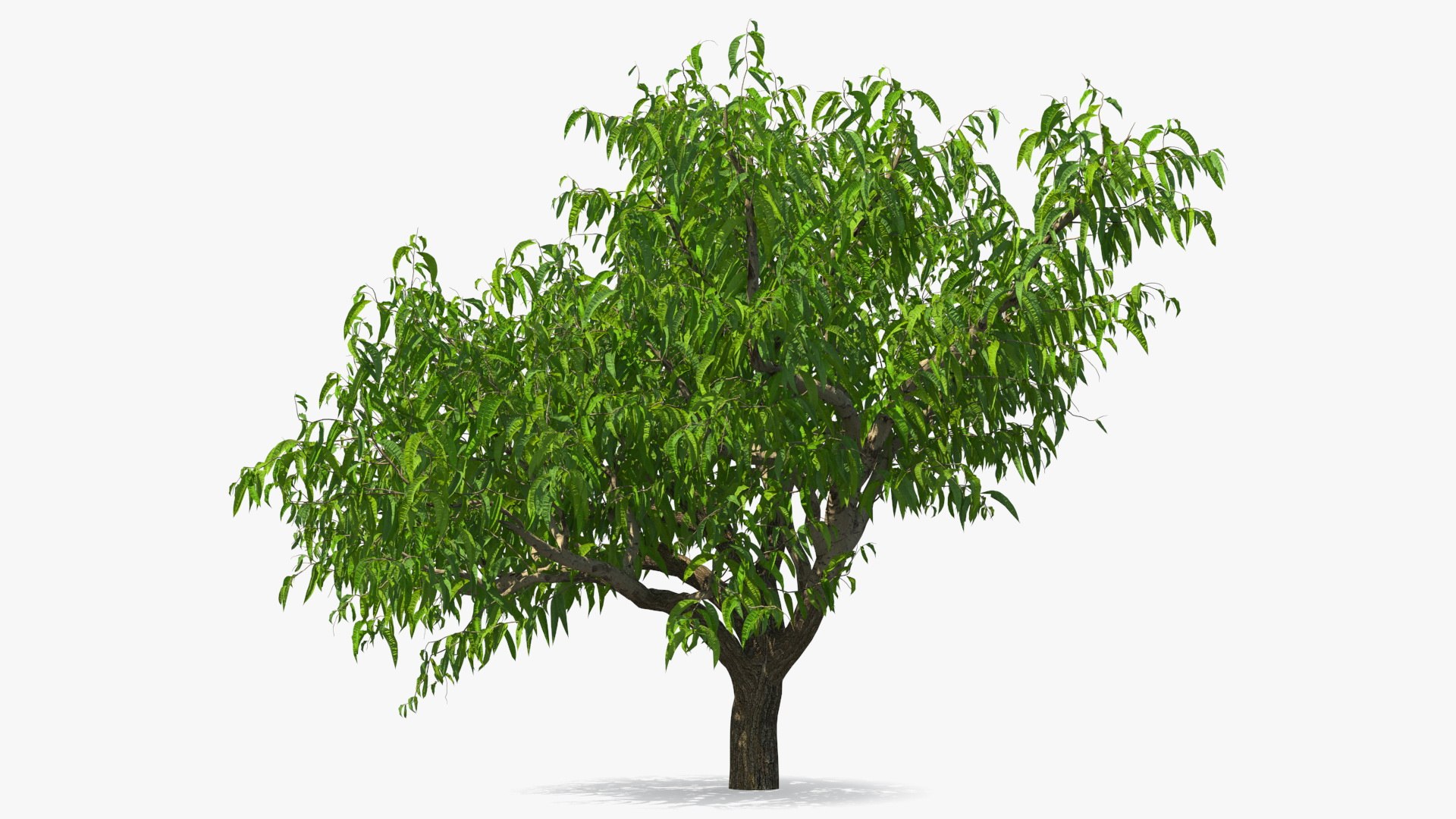 peach tree prunus model https://p.turbosquid.com/ts-thumb/SX/8qvMRn/6SCGRiOf/peachtreevray3dmodel005/jpg/1582053187/1920x1080/fit_q87/492670b99087e5fdf824b949ae244e131597cc74/peachtreevray3dmodel005.jpg