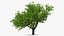 Peach Tree