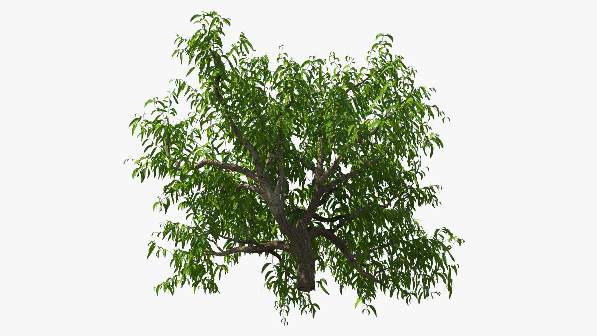 peach tree prunus model https://p.turbosquid.com/ts-thumb/SX/8qvMRn/95jDx4kS/peachtreevray3dmodel008/jpg/1582053208/1920x1080/fit_q87/f041421af50de067a2b66e6228608c6b2415f1e6/peachtreevray3dmodel008.jpg
