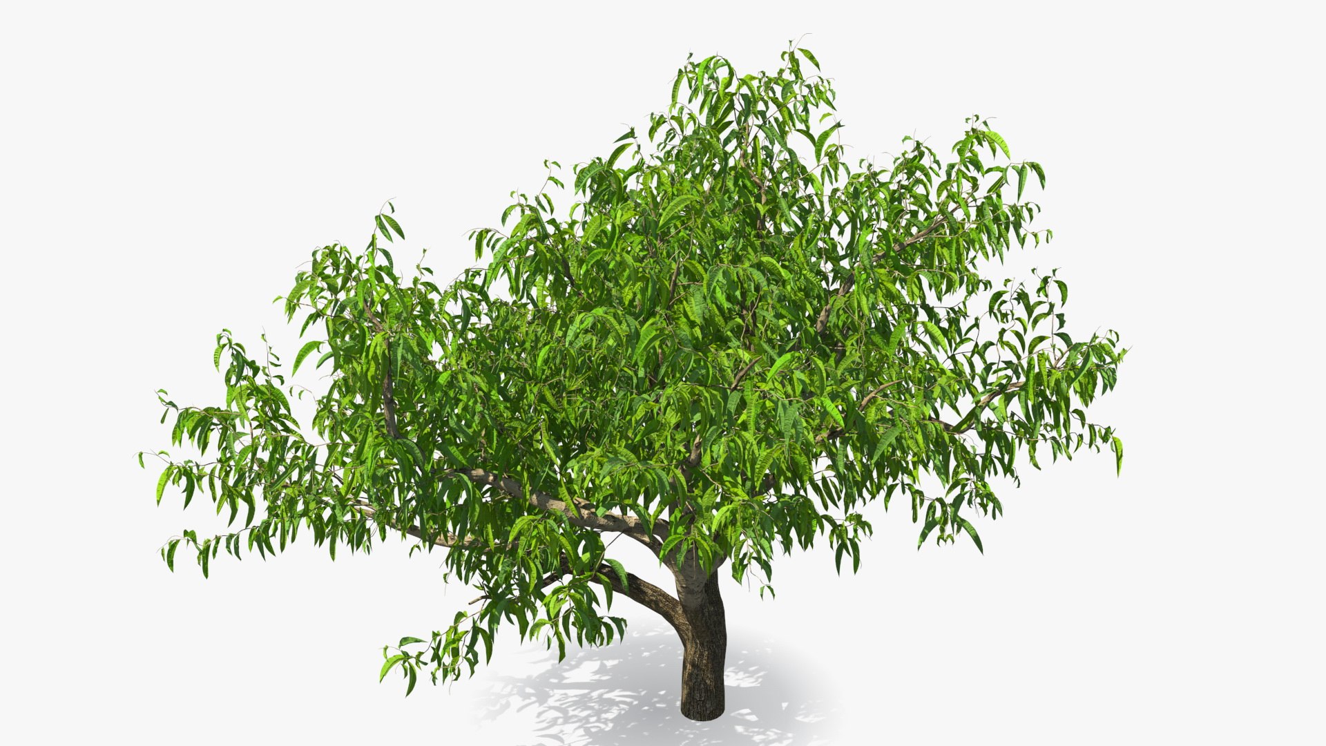 peach tree prunus model https://p.turbosquid.com/ts-thumb/SX/8qvMRn/A9Piqoe6/peachtreevray3dmodel006/jpg/1582053194/1920x1080/fit_q87/77643b4eed9955c275e50b8687c87054b55653d0/peachtreevray3dmodel006.jpg
