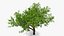Peach Tree