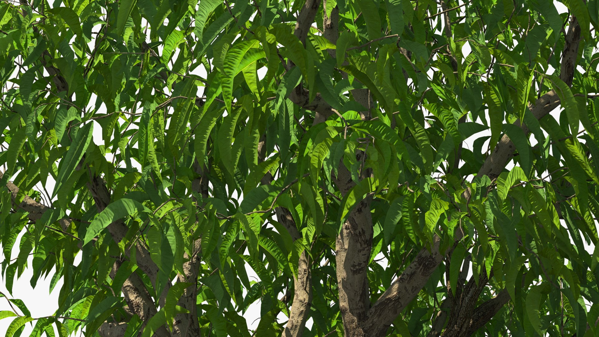 peach tree prunus model https://p.turbosquid.com/ts-thumb/SX/8qvMRn/DWL2aecw/peachtreevray3dmodel010/jpg/1582053223/1920x1080/fit_q87/9fc707f1530a2f61cd981f5d0c428d53a2733013/peachtreevray3dmodel010.jpg