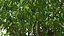 Peach Tree