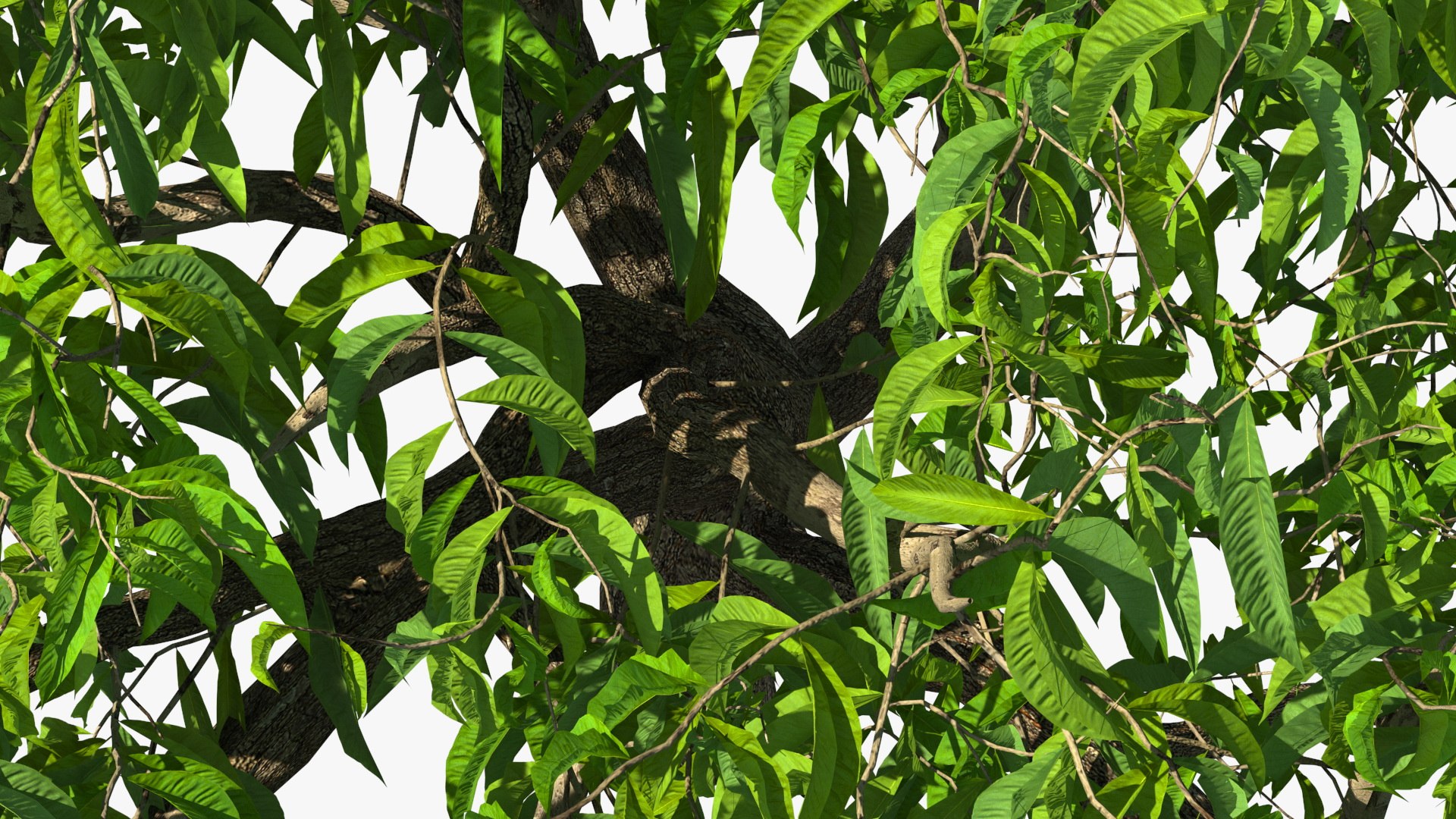 peach tree prunus model https://p.turbosquid.com/ts-thumb/SX/8qvMRn/HY5husrm/peachtreevray3dmodel013/jpg/1582053261/1920x1080/fit_q87/e9b8f74dca55bbac283aaea25bec6c201b8e7e1f/peachtreevray3dmodel013.jpg