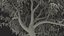 Peach Tree