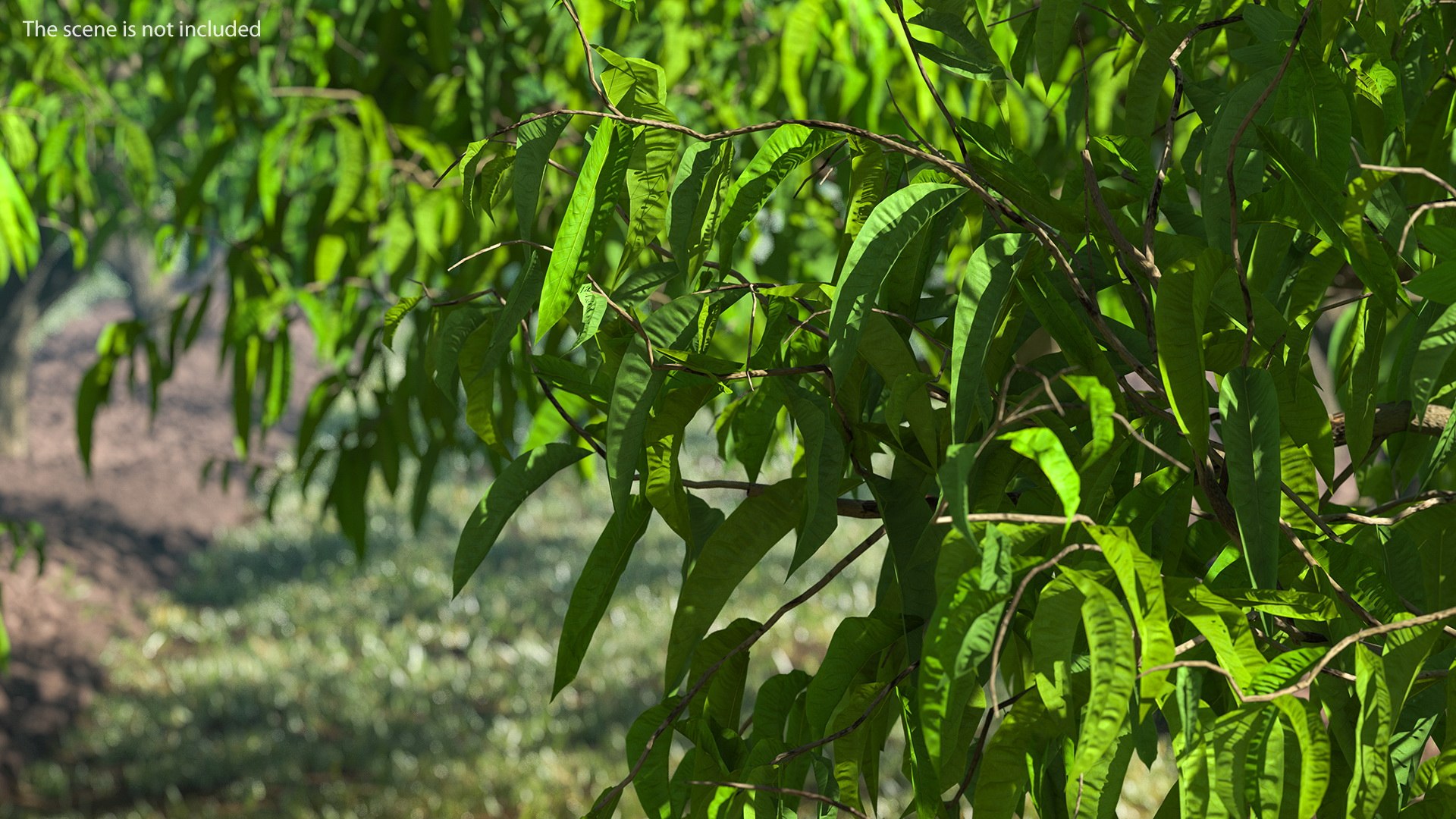 peach tree prunus model https://p.turbosquid.com/ts-thumb/SX/8qvMRn/KLcTKys6/peachtreevray3dmodel004/jpg/1582053179/1920x1080/fit_q87/733d3611cbfd6fdb4ea211285b56528e8e6eb5fe/peachtreevray3dmodel004.jpg