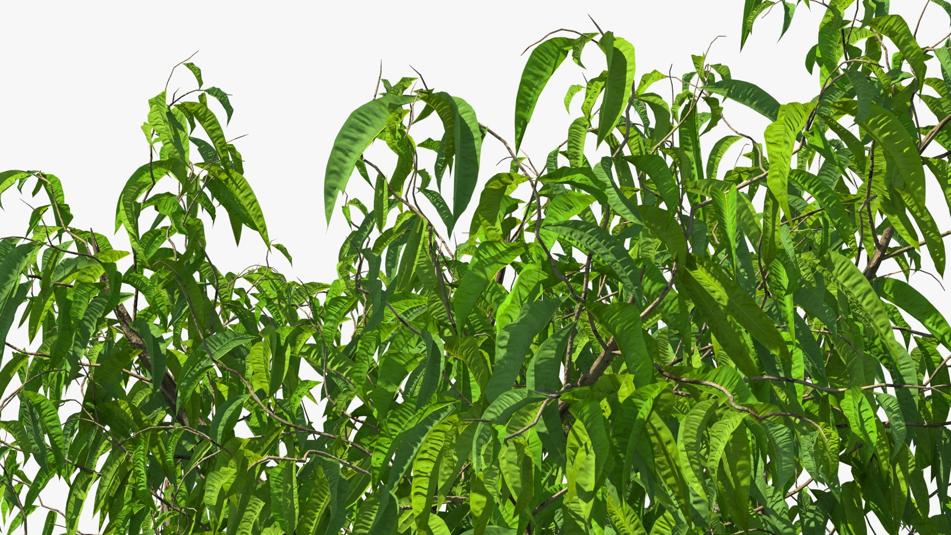 peach tree prunus model https://p.turbosquid.com/ts-thumb/SX/8qvMRn/OcZg4NBC/peachtreevray3dmodel011/jpg/1582053235/1920x1080/fit_q87/454c9da96bf68989863dfe060ab7759ee3f14938/peachtreevray3dmodel011.jpg