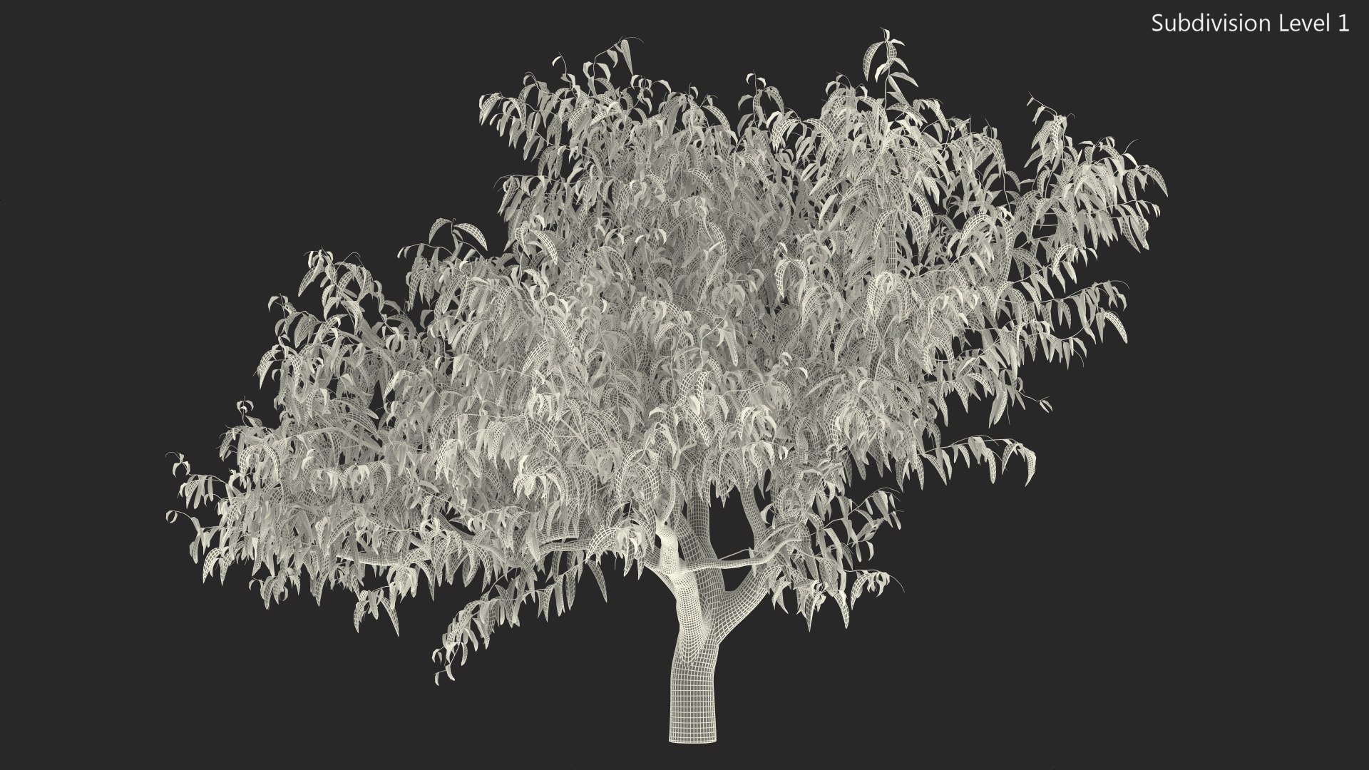 peach tree prunus model https://p.turbosquid.com/ts-thumb/SX/8qvMRn/PBlVSoOs/peachtreevray3dmodel016/jpg/1582053285/1920x1080/fit_q87/a1236083e8fa9da858b8cd4b9c42d82fa2da9975/peachtreevray3dmodel016.jpg