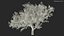 Peach Tree