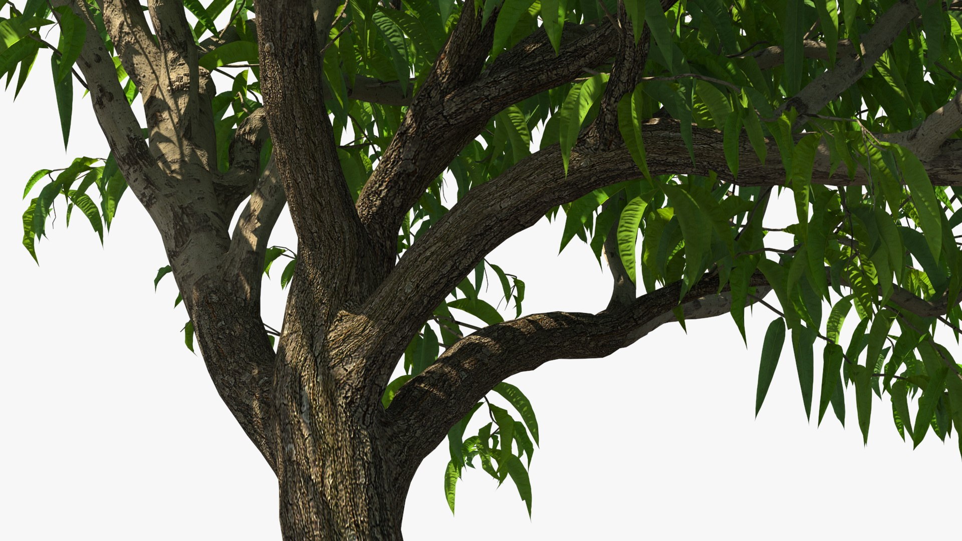 peach tree prunus model https://p.turbosquid.com/ts-thumb/SX/8qvMRn/UMqnOaeo/peachtreevray3dmodel014/jpg/1582053268/1920x1080/fit_q87/400a328ad672ac6715bf7ff8697b168f1f3e953a/peachtreevray3dmodel014.jpg