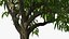 Peach Tree