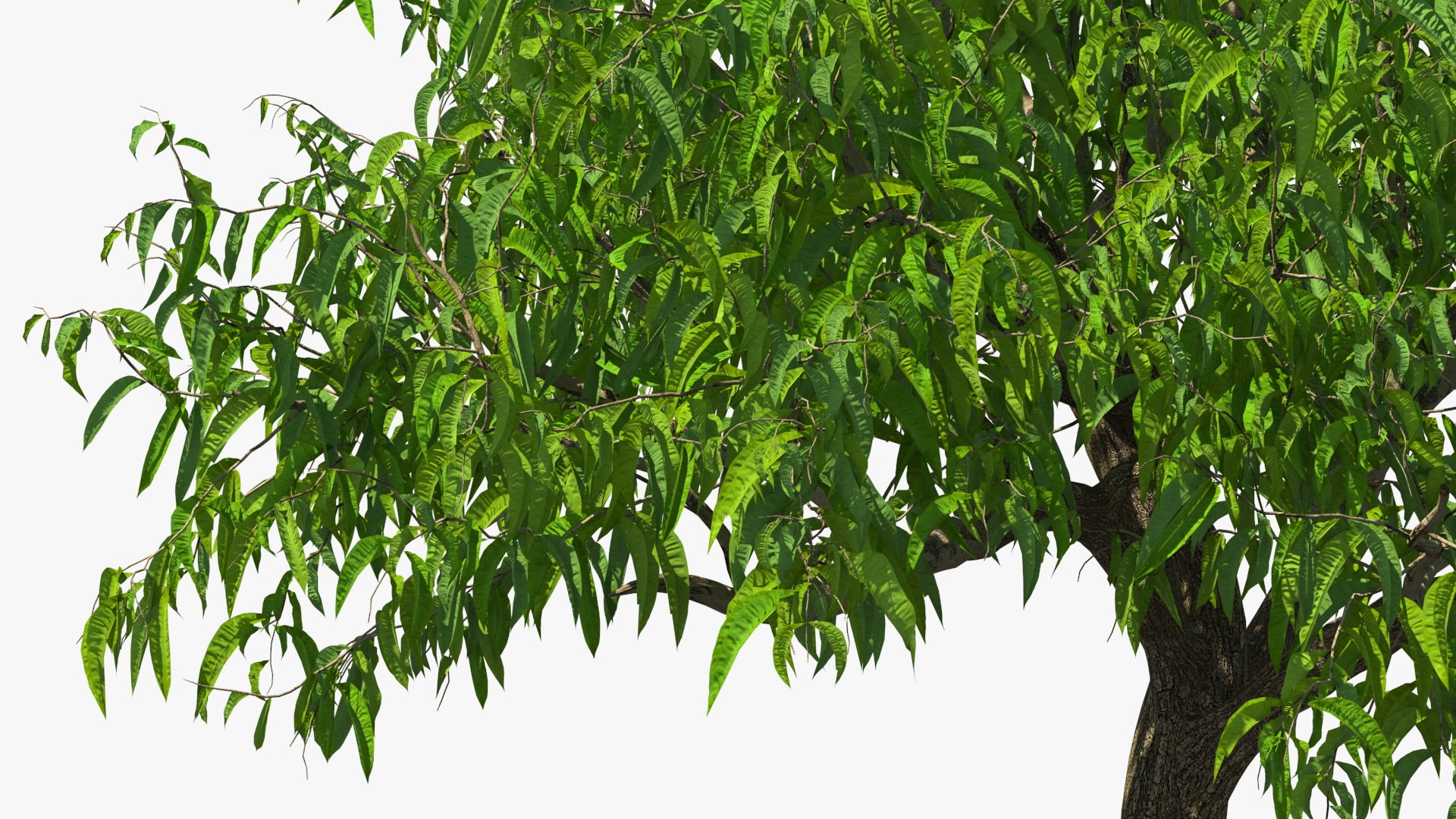 peach tree prunus model https://p.turbosquid.com/ts-thumb/SX/8qvMRn/bS6koDA9/peachtreevray3dmodel012/jpg/1582053246/1920x1080/fit_q87/eaf2ce7f79a0056924e3dd92437792bed9a6bc51/peachtreevray3dmodel012.jpg