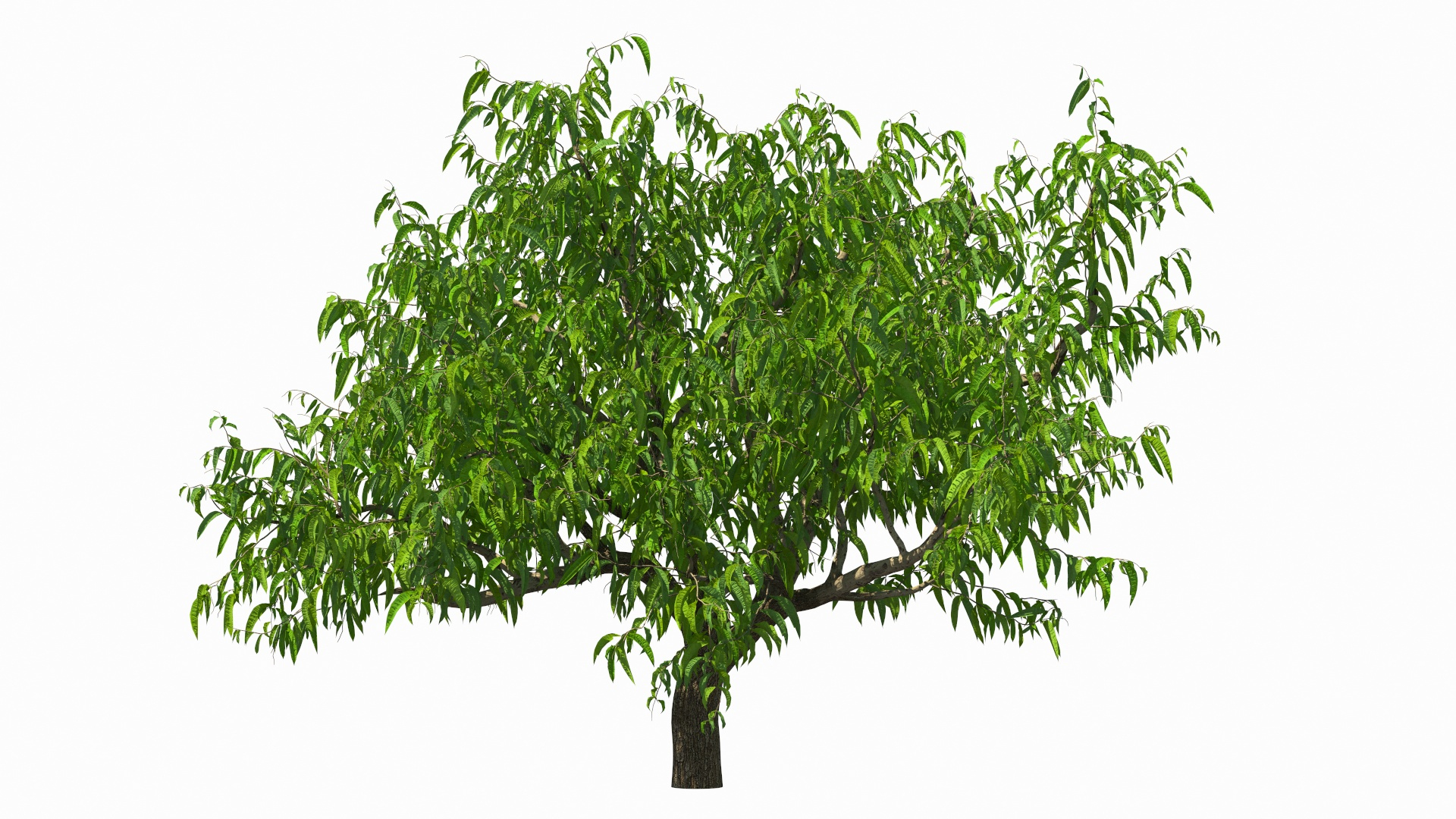 peach tree prunus model https://p.turbosquid.com/ts-thumb/SX/8qvMRn/d2tQrJdj/peach_tree_360/jpg/1582051998/1920x1080/turn_fit_q99/2d88dce7716f63b4796fbbc946ee24c37c204ce6/peach_tree_360-1.jpg