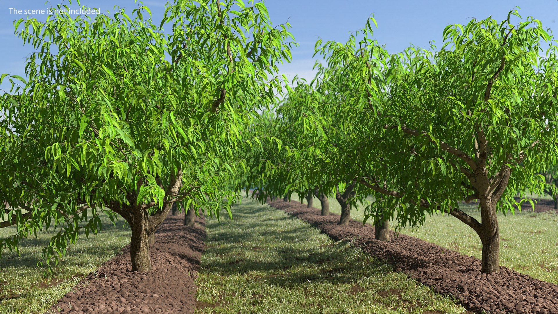 peach tree prunus model https://p.turbosquid.com/ts-thumb/SX/8qvMRn/gCTyua0E/peachtreevray3dmodel002/jpg/1582053164/1920x1080/fit_q87/321c3d5bd2d22586d25113796a50431a48bfceae/peachtreevray3dmodel002.jpg