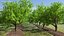 Peach Tree