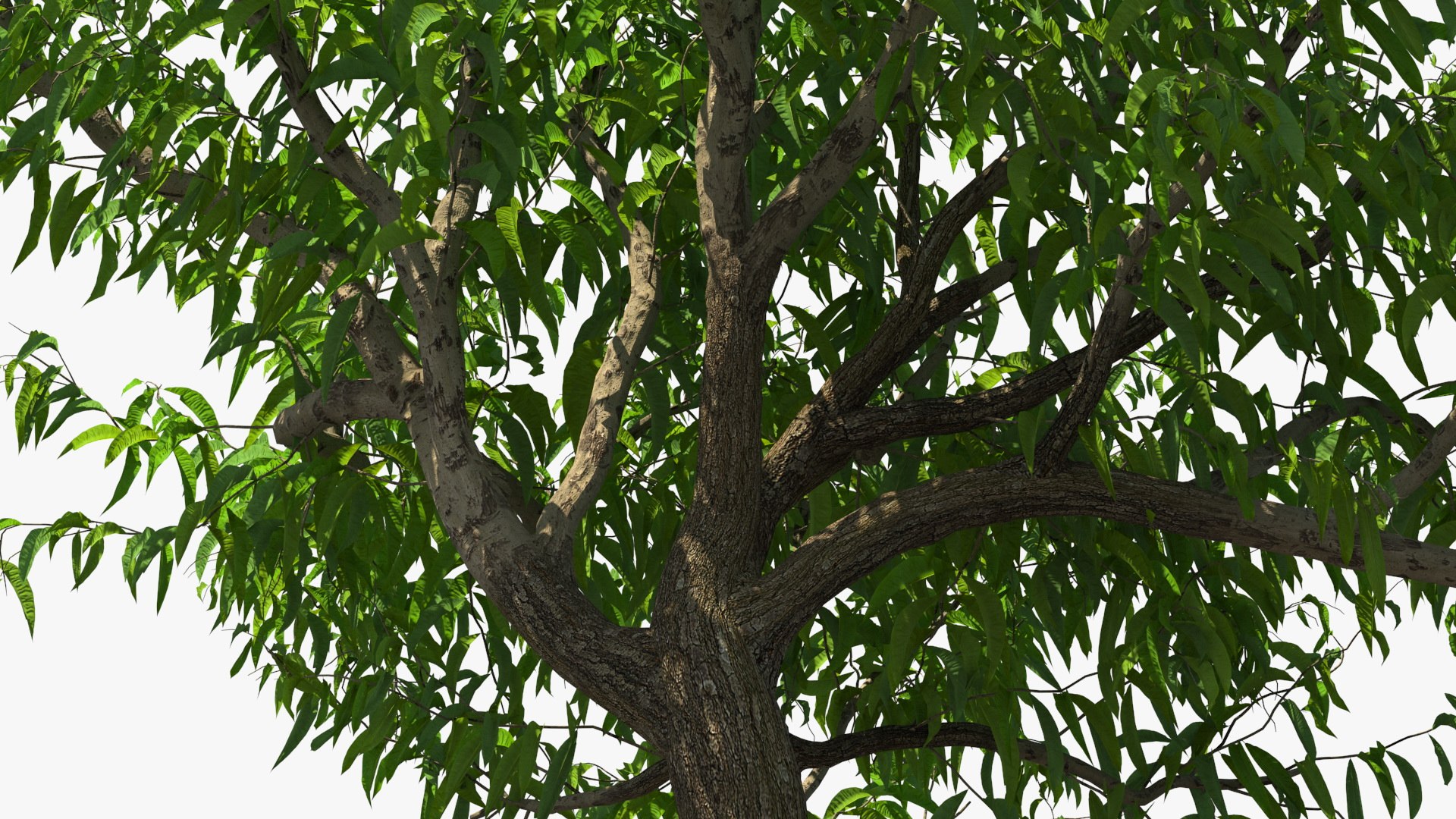 peach tree prunus model https://p.turbosquid.com/ts-thumb/SX/8qvMRn/m7K50Z54/peachtreevray3dmodel009/jpg/1582053216/1920x1080/fit_q87/7bbd8b1ee2022f38ed2487a7be9b0564fd78cc5d/peachtreevray3dmodel009.jpg