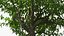 Peach Tree