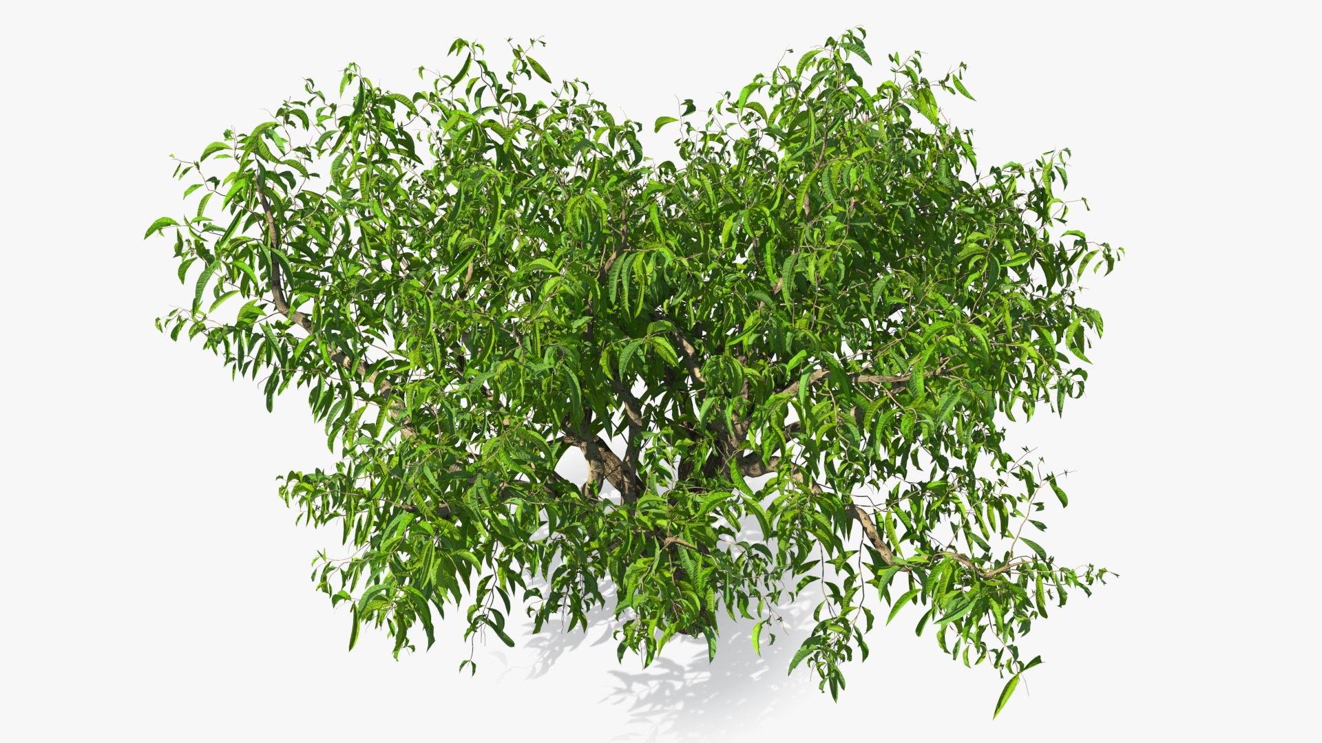 peach tree prunus model https://p.turbosquid.com/ts-thumb/SX/8qvMRn/pVjKEvDP/peachtreevray3dmodel007/jpg/1582053202/1920x1080/fit_q87/b3f4517a5f0b3bec491eaf168880b9029fa1eade/peachtreevray3dmodel007.jpg