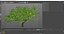 Peach Tree