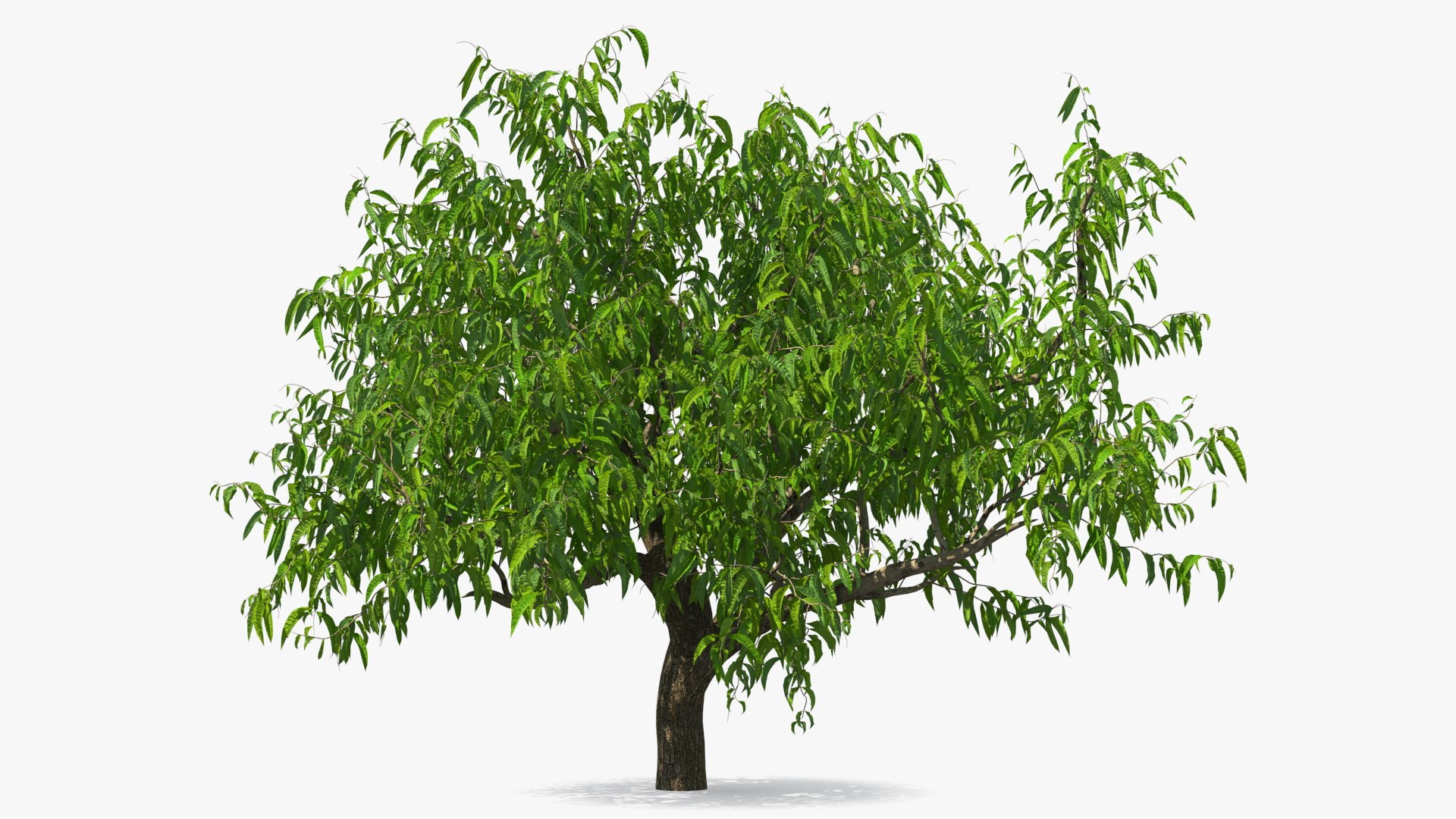 Peach Tree 3D model preview