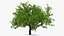Peach Tree