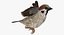 3D house sparrow rigged