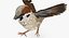 3D house sparrow rigged
